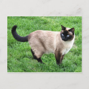 Postal El gato Mascota siamés Purr Meow Kitty Destruye el