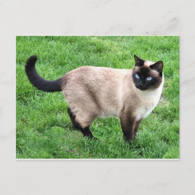 Postal El gato Mascota siamés Purr Meow Kitty Destruye el (Anverso)