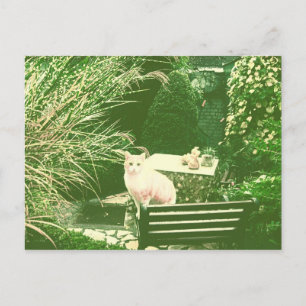 Postal El gato rosado