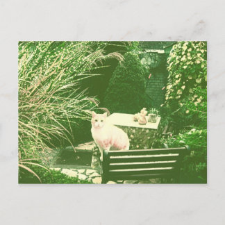 Postal El gato rosado