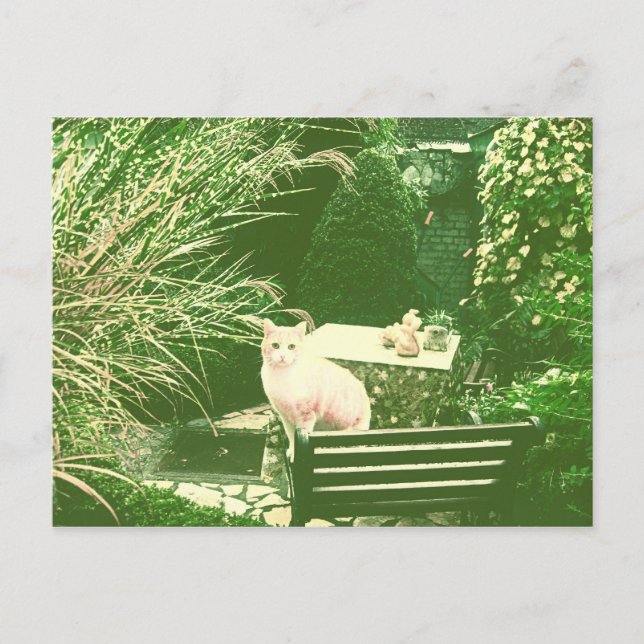 Postal El gato rosado (Anverso)