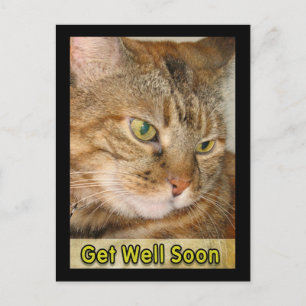 Postal el gato se recuperará pronto
