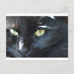 Postal El gato te está mirando