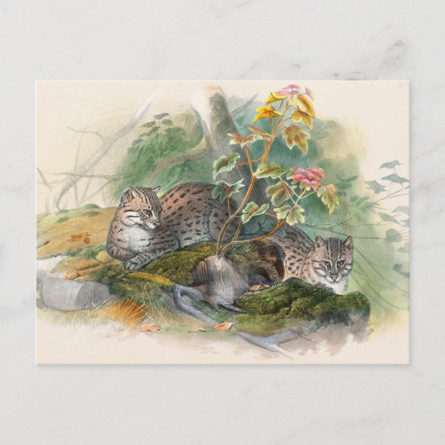 Postal El gato Wagati de Joseph Wolf (Anverso)