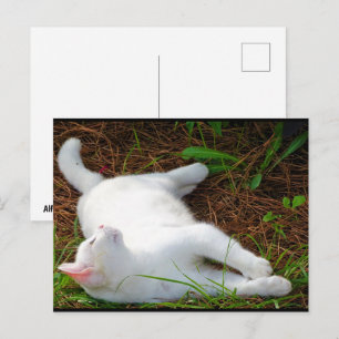 Postal El gato y la mosca
