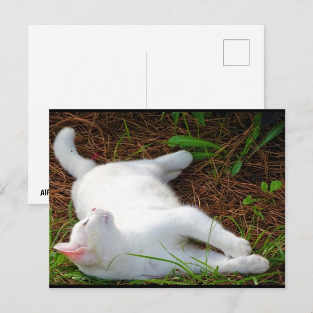 Postal El gato y la mosca (Anverso / Reverso)