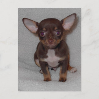 Postal El gobierno 1 de Chihuahua