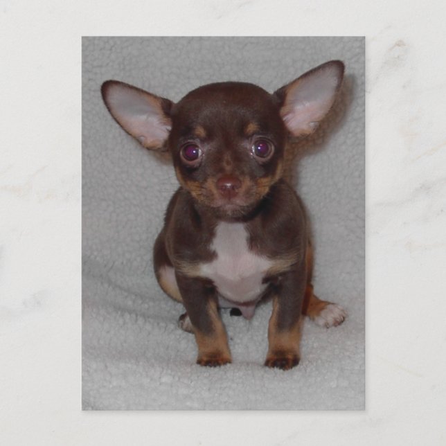 Postal El gobierno 1 de Chihuahua (Anverso)