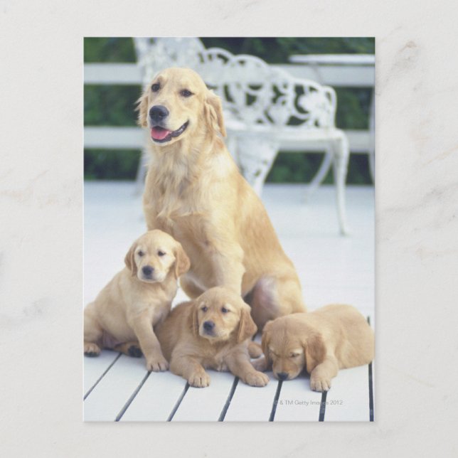 Postal El Golden Retriever es relativamente moderno y (Anverso)