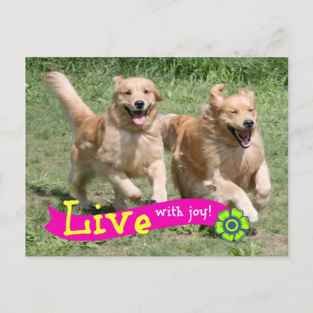 Postal El golden retriever vive con alegría (Anverso)