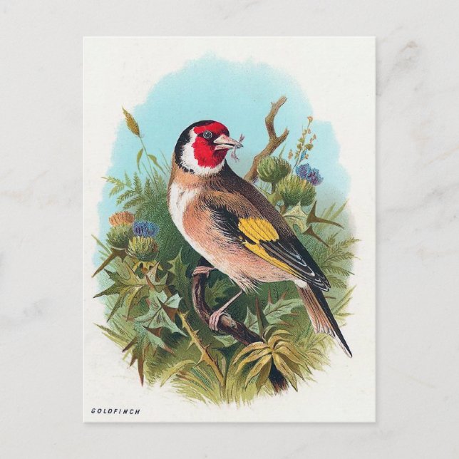 Postal El Goldfinch (Anverso)