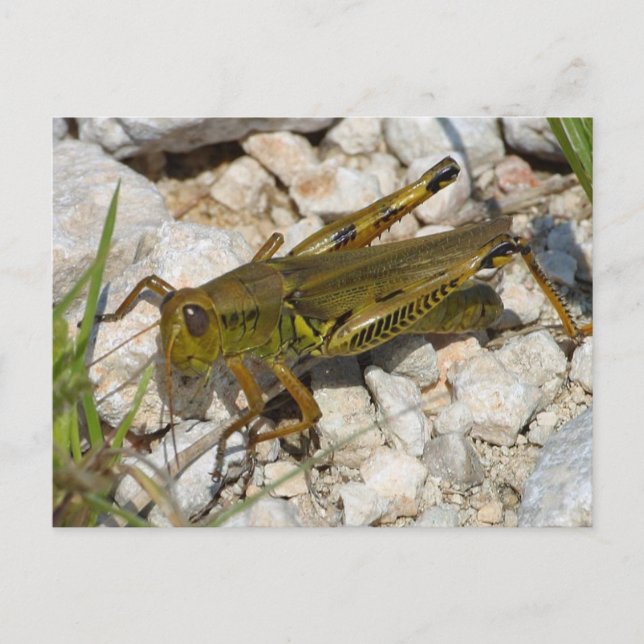 Postal ¡el Gran Grasshopper! (Anverso)