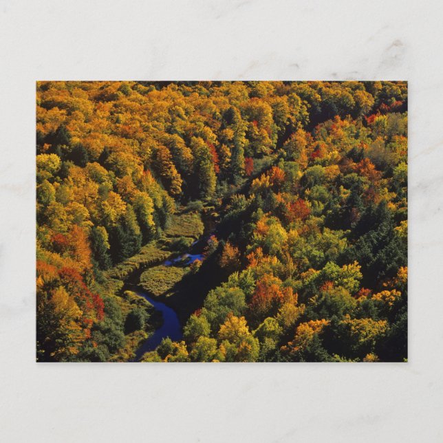 Postal El gran río carpa en otoño en Porcupine (Anverso)