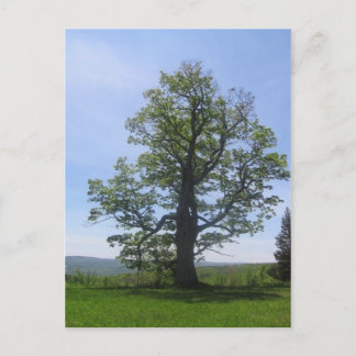 Postal el gran roble