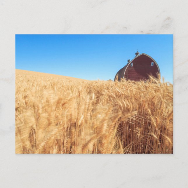 Postal El granero, campos de trigo del verano acerca a (Anverso)