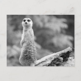 Postal "El guardián"