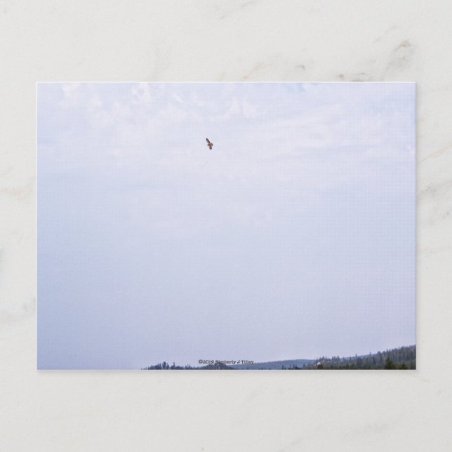 Postal El halcón de Swainson (Anverso)