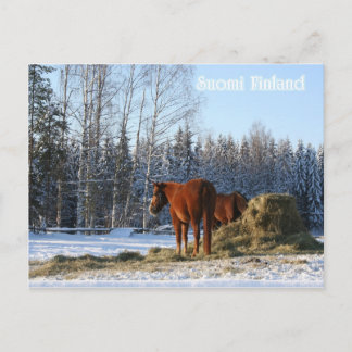 Postal El Hay Es Para Los Caballos