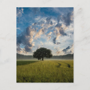 Postal El hermoso paisaje natural