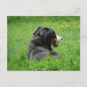 Postal El Hermoso Perro De Montaña Bernés Disfruta Del So