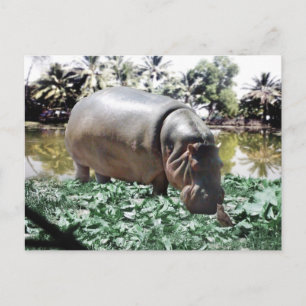 Postal El Hipopótamo & Pájaro