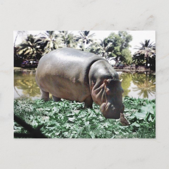 Postal El Hippo Y El Pájaro (Anverso)