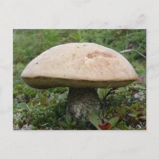 Postal El hongo del rey Boletus en la isla Unalaska