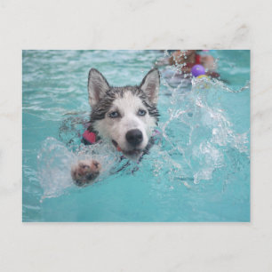 Postal El Husky Siberiano nadando en la piscina