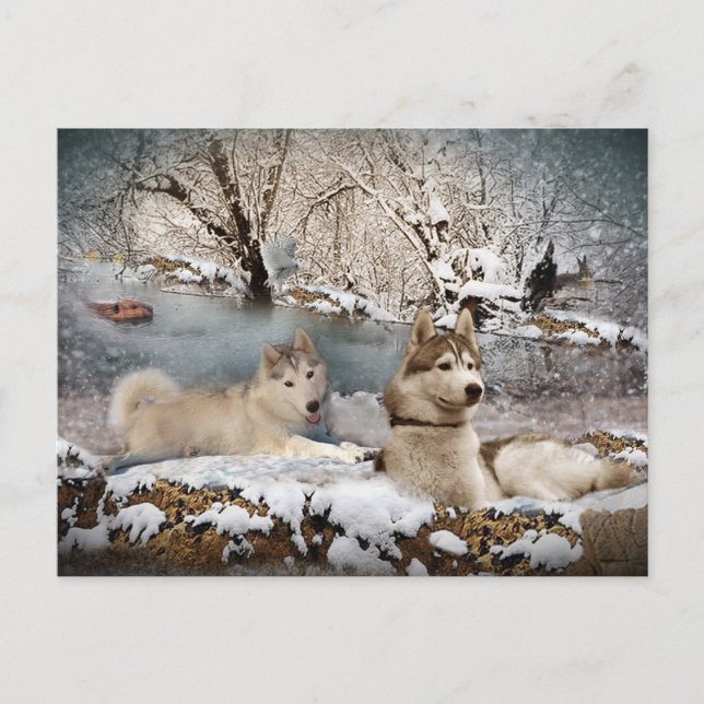 Postal El Husky Siberiano Winter Wonderland (Anverso)