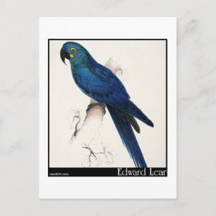 Postal El Hyacinth Macaw de Edward Lear