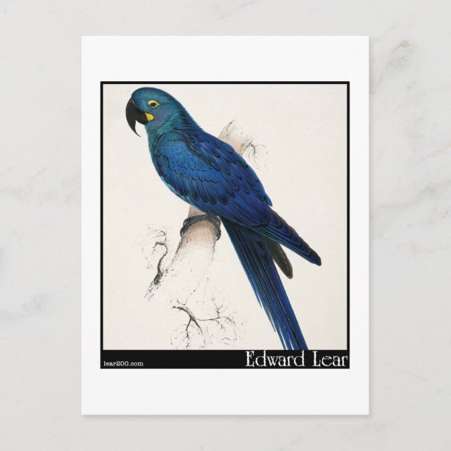 Postal El Hyacinth Macaw de Edward Lear (Anverso)