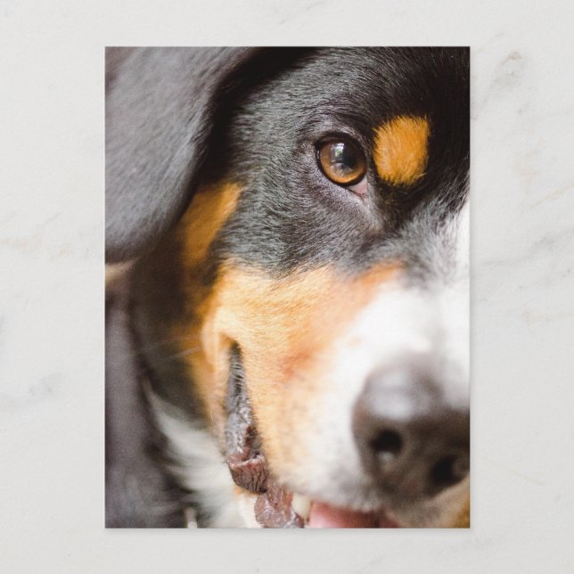 Postal ¡El _I de Entlebucher tiene mis ojos en usted! (Anverso)