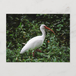 Postal El Ibis Blanco...
