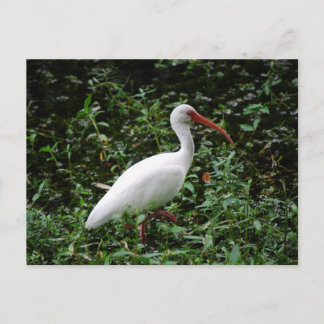 Postal El Ibis Blanco...