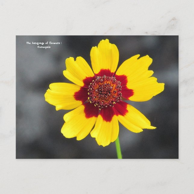 Postal el idioma de las flores : Coreopsis (Anverso)