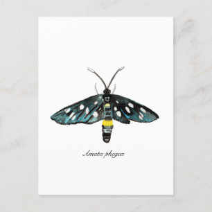 Postal El Ilustracion de Moth Amata phegea de nueve punto