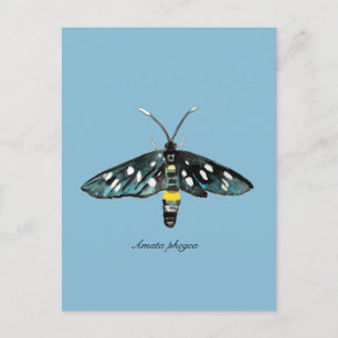 Postal El Ilustracion de Moth Amata phegea de nueve punto
