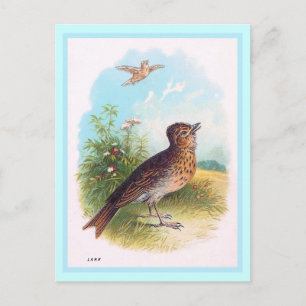 Postal El Ilustracion vintage "Lark"