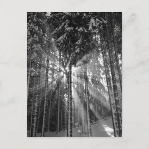 Postal El invierno negro y blanco es el país maravilla