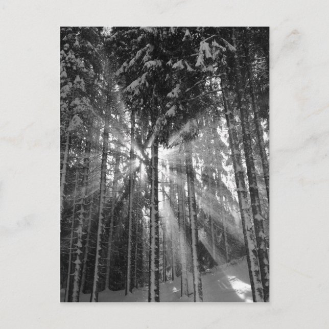 Postal El invierno negro y blanco es el país maravilla (Anverso)