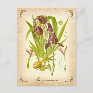 Postal El Iris alemán - ilustracion vintage