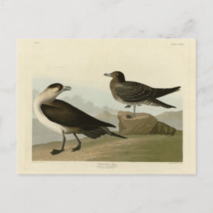 Postal El jager de Richardson de los pájaros de los Estad