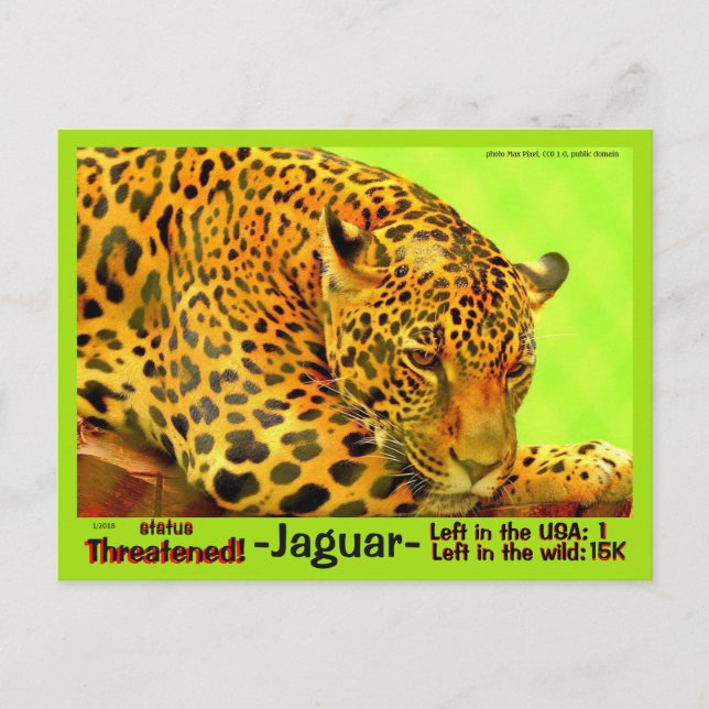 Postal El jaguar es un animal en peligro de extinción - (Anverso)