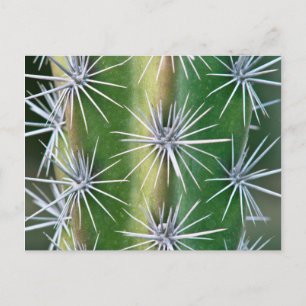 Postal El jardín botánico de Huntington, Cactus pulpo