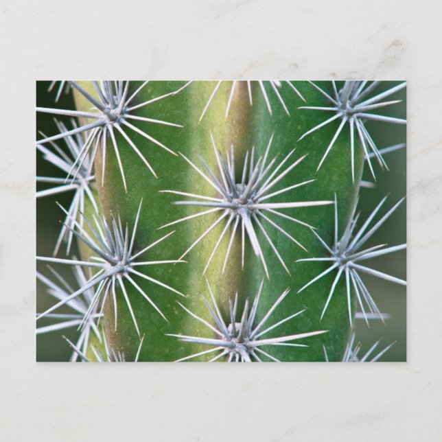 Postal El jardín botánico de Huntington, Cactus pulpo (Anverso)