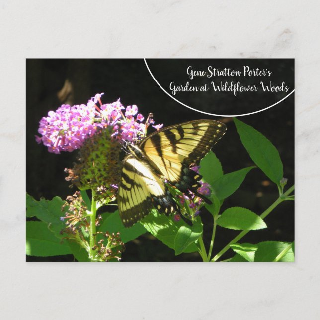 Postal El jardín de Gene Stratton Porter en los bosques d (Anverso)