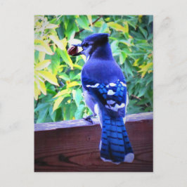 Postal El Jay Azul Norte W Peanut Hermosas plumas azules