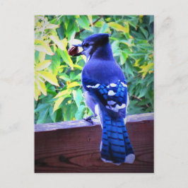 Postal El Jay Azul Norte W Peanut Hermosas plumas azules