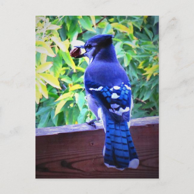 Postal El Jay Azul Norte W Peanut Hermosas plumas azules (Anverso)