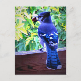 Postal El Jay Azul Norte W Peanut Hermosas plumas azules